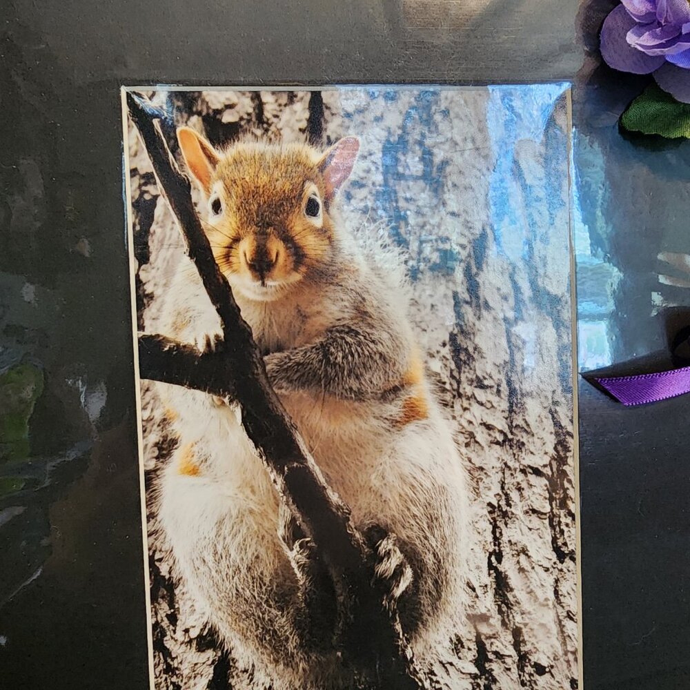2/$13 Eastern Gray Squirrel Photography Print with Black Matte Frame - 8x10 - Picture 2 of 4